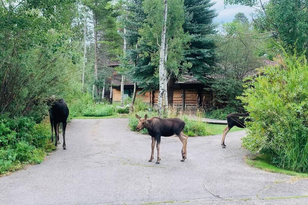 Aspen'S Cabin Уилсън Екстериор снимка